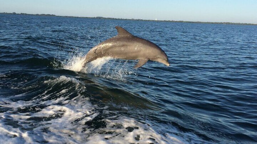 Dolphin Watching Nature Cruise and Eco Tour in Hubbard's Marina