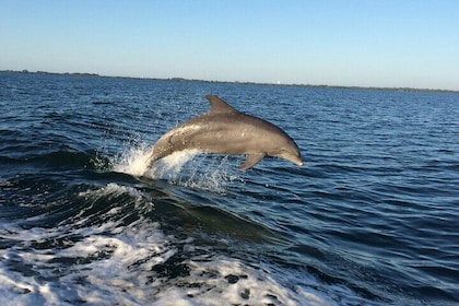 Croisière d'observation des dauphins dans la nature et visite écologique de...