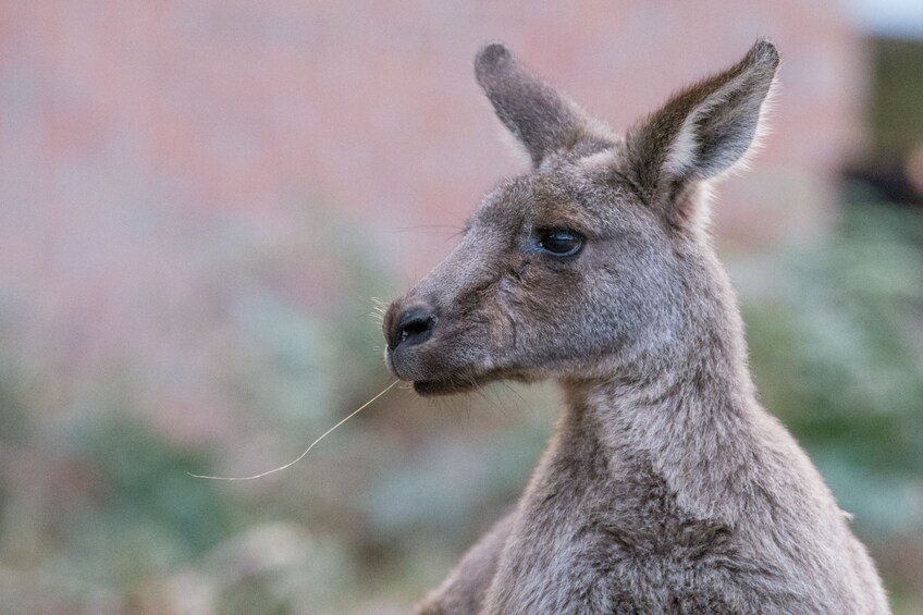 Kangaroo in Australia