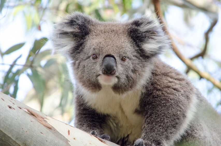 Koala bear in Australia