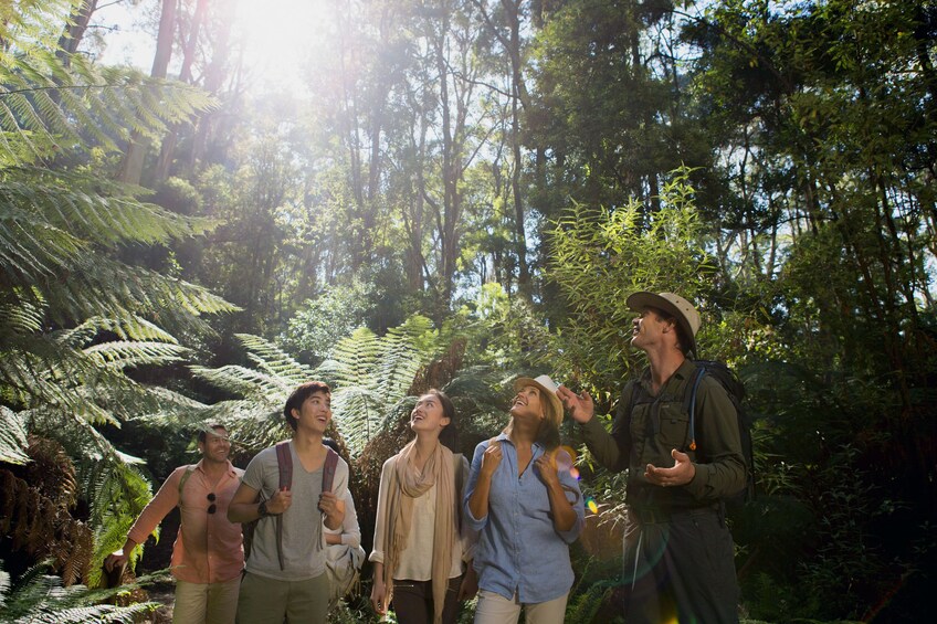 Hiking group in a the jungle in Australia