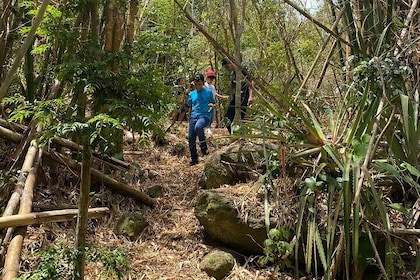Mount Healthy National Park Private Hike Tour in Tortola