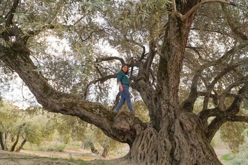 VISIT TO THE MILLENNIUM OLIVE TREE 10 MINUTES FROM CAZORLA