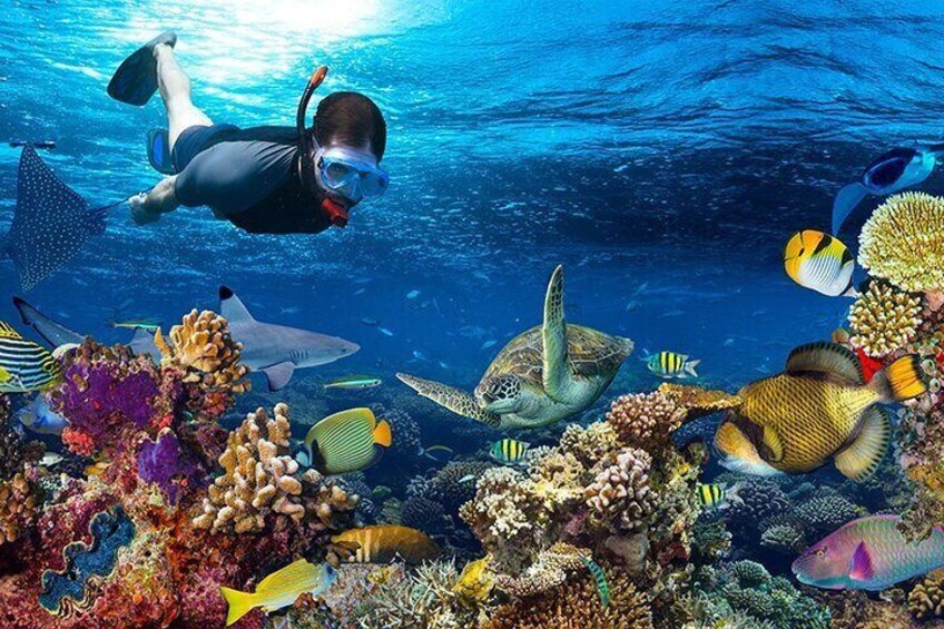 Speed Boat Snorkeling Day Tour