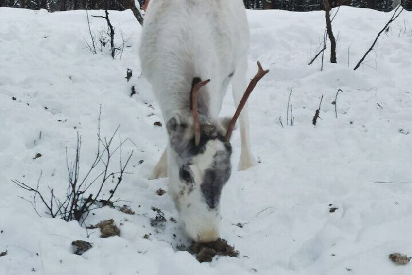 REINDEER FEEDING - Join us for a unique moment with our reindeer