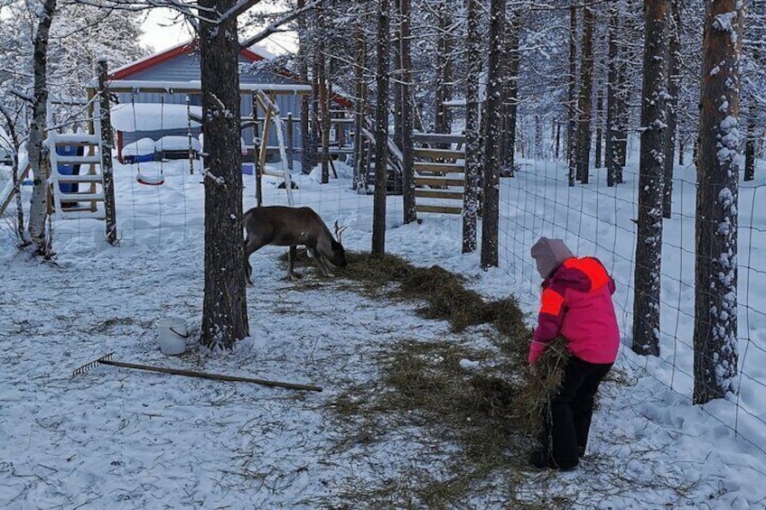 Enjoy Reindeer experience and routines at Áldu, Sire Márjá