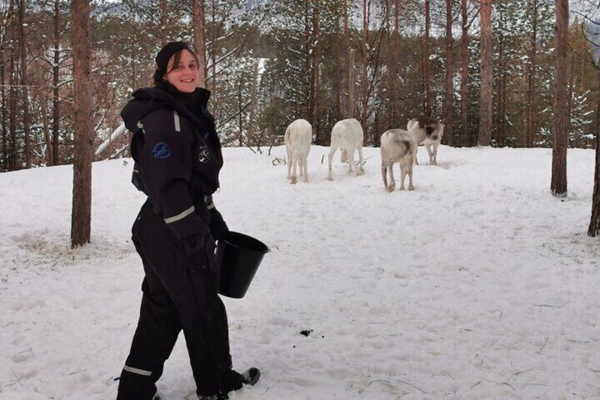 Enjoy Reindeer experience and routines at Áldu, Sire Márjá