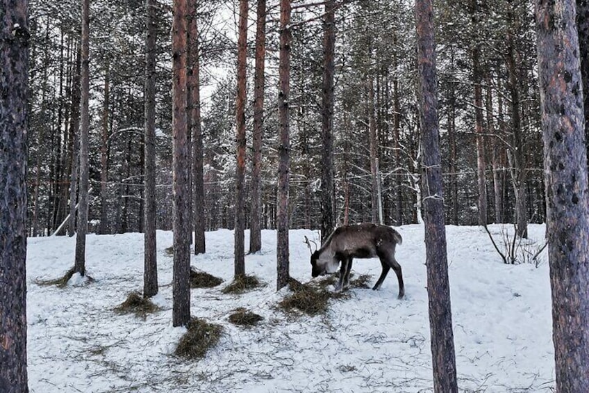 Enjoy Reindeer experience and routines at Áldu, Sire Márjá