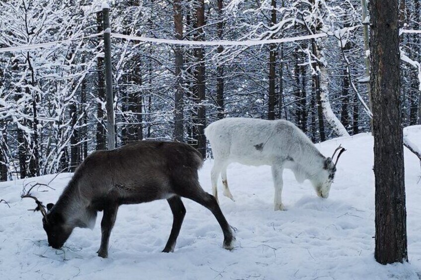 Enjoy Reindeer experience and routines at Áldu, Sire Márjá