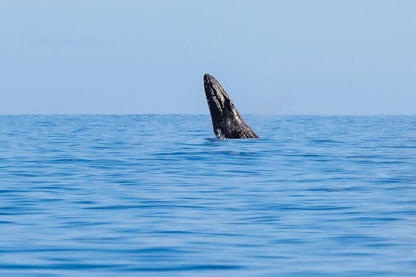 Whale watching oahu hawaii, Haleiwa, deep blue eco boat tours 