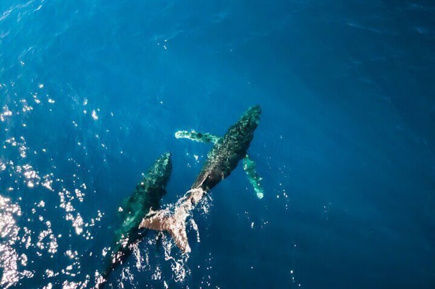 Whale watching oahu hawaii, Haleiwa, deep blue eco boat tours 