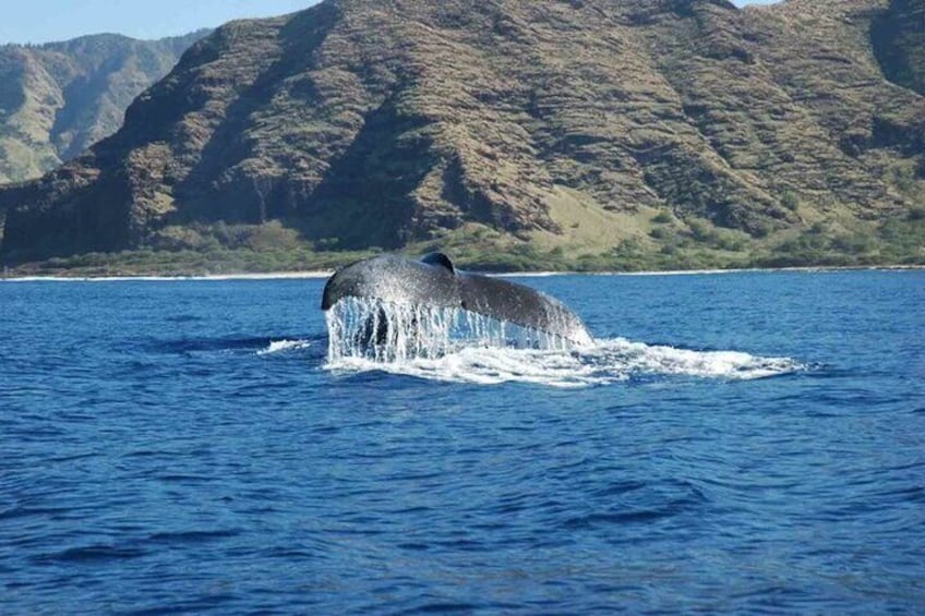 Private Whale Watch Oahu, HI