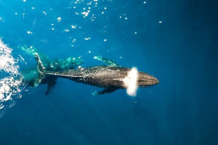 Whale watching oahu hawaii, Haleiwa, deep blue eco boat tours 