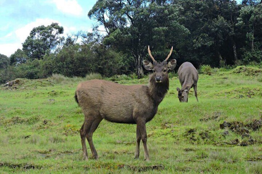 Private Tour in Horton Plains National Park ( World's End) with Pickup