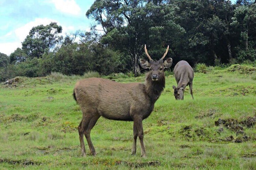 Private Tour in Horton Plains National Park ( World's End) with Pickup