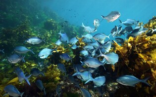 Poor Knights Islands Dive Charter