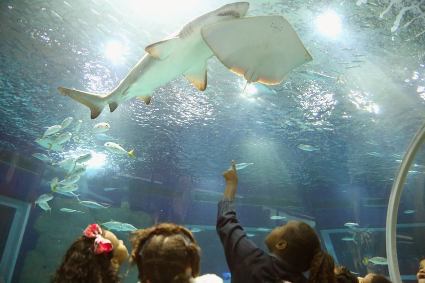 Museum of Tomorrow, AquaRio & Olympic Boulevard 