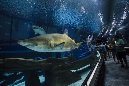 Museo del Mañana, AquaRio y Olympic Boulevard