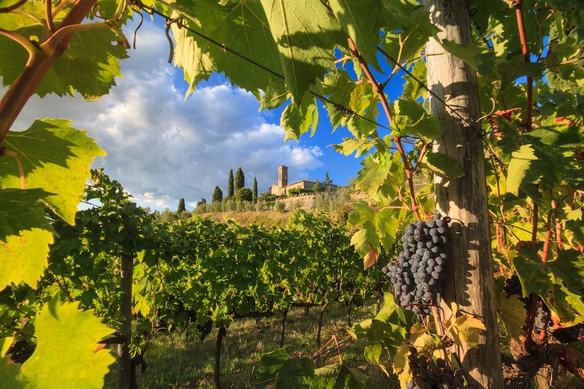 Vespa & Chianti Small Group Tour from San Gimignano