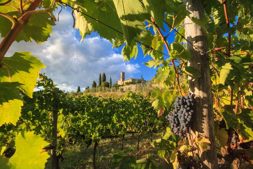 500 Vintage Tour and Chianti Roads from San Gimignano