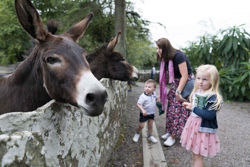 Donkeys at Bunratty Castle Folk Park