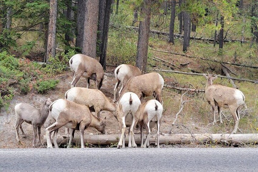 Discover Banff National Park - Day Trip