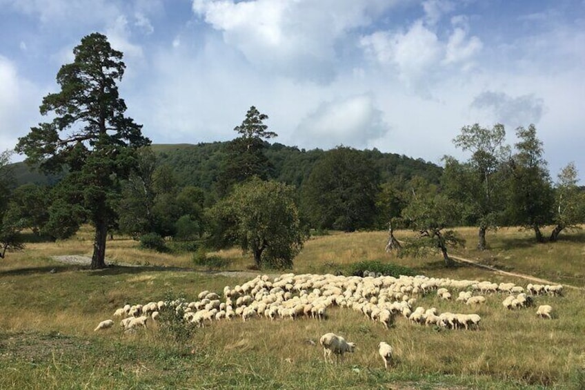 Sheeps in Bakuriani in summer