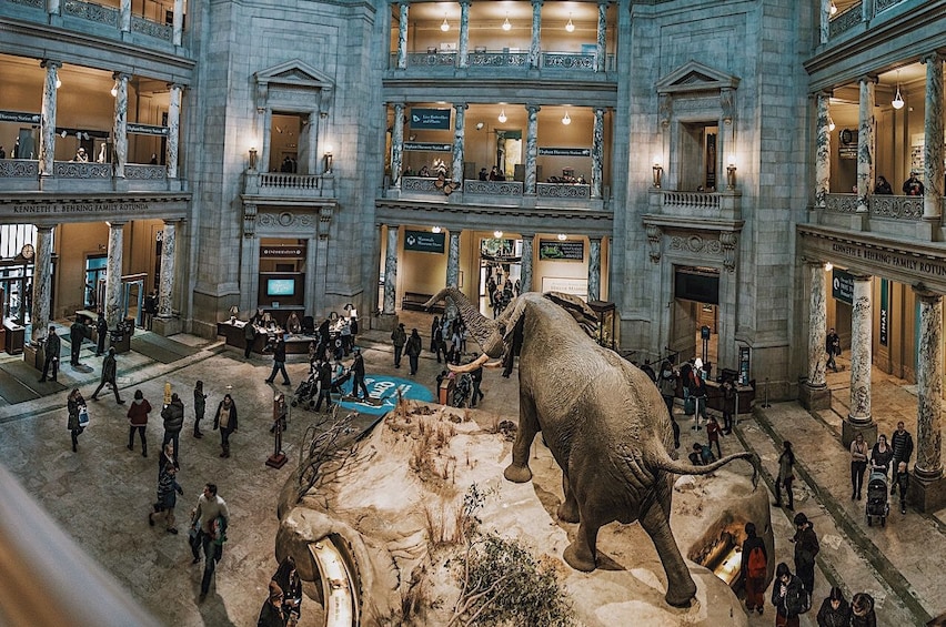 Elephant exhibit in a bustling Smithsonian Museum