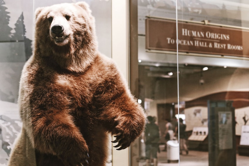 Stuffed Grizzly Bear at the Smithsonian Museum