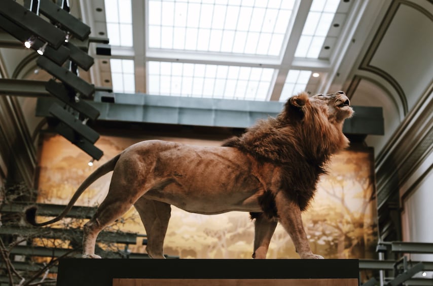 Stuffed Lion at the Smithsonian Museum