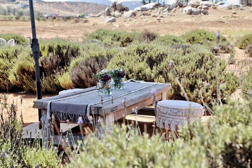Picnic and Private Tasting in Campo de Lavanda