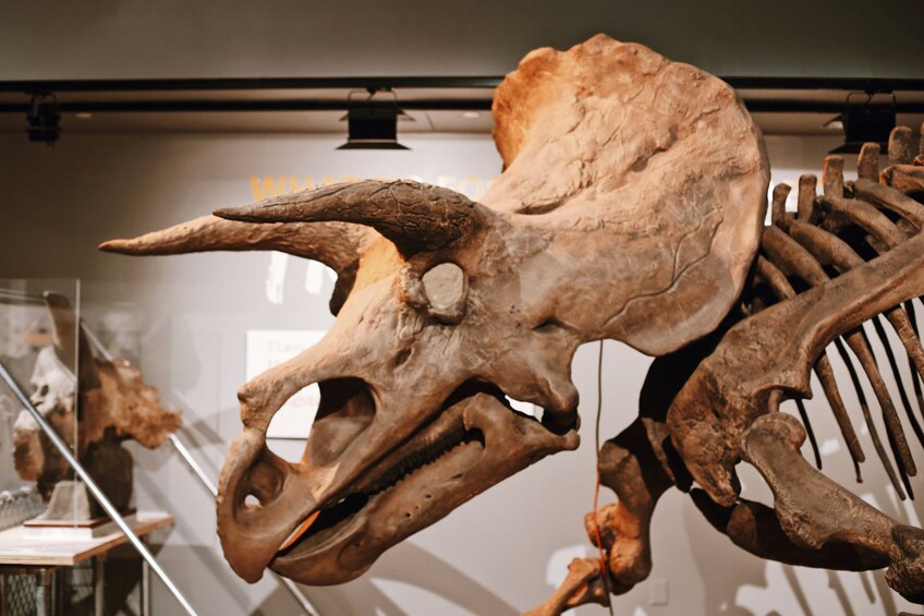 Triceratops skeleton in the Museum of Natural History