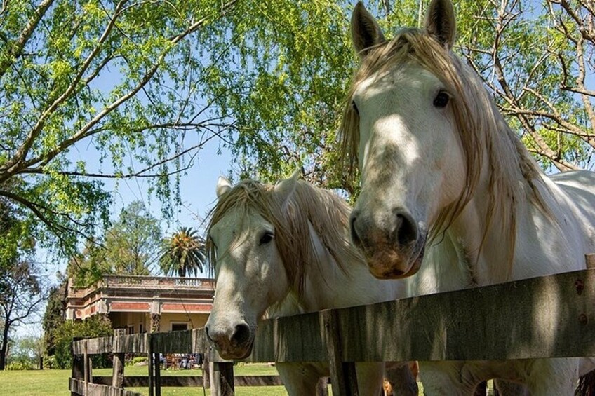 Private Visit Village in San Antonio de Areco and a Estancia
