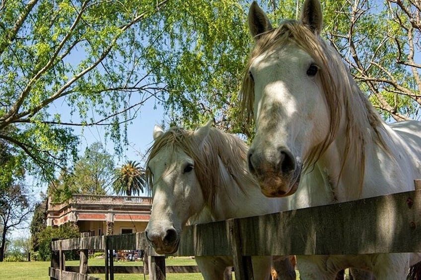 Private Visit Village in San Antonio de Areco and a Estancia