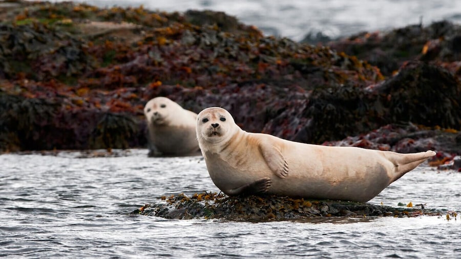 Small Group - Snæfellsnes National Park Day Tour