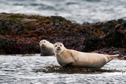 Small Group - Snæfellsnes National Park Day Tour