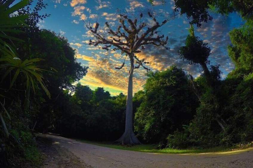 Tikal Day Tour From Belize