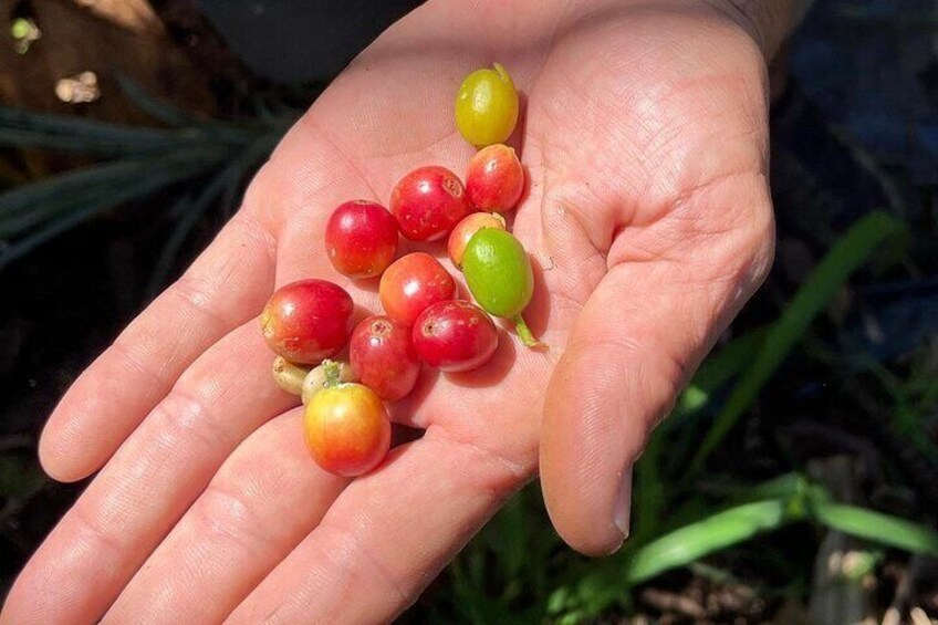 Big Island Farms Tour in Hawaii