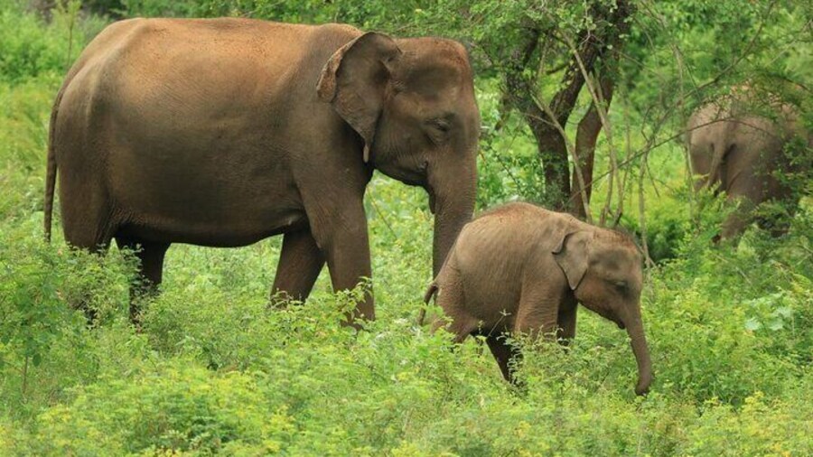 Udawalawe National Park | 4 Hours Safari Tour