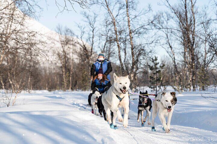 Fun & Easy Dog Sledding Adventure - Noon Tour