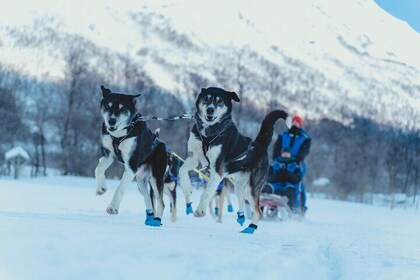 Fun & Easy Dog Sledding Adventure - Noon Tour