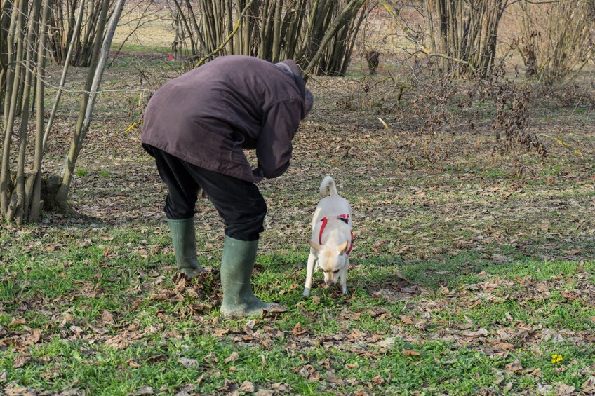  Truffle Hunting and Cheese, Truffle & Wine Tasting near Alba