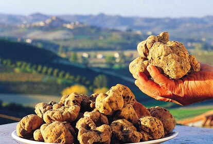 Alba: Half-Day Truffle Hunting and Tasting Tour in Piedmont