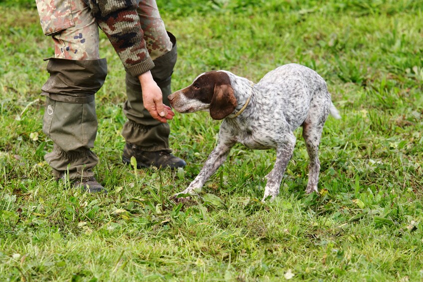  Truffle Hunting and Cheese, Truffle & Wine Tasting near Alba