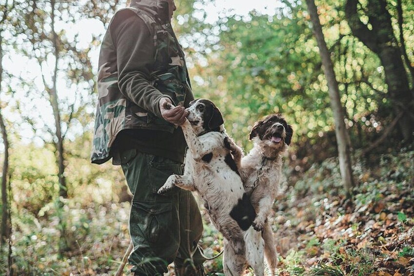  Truffle Hunting and Cheese, Truffle & Wine Tasting near Alba