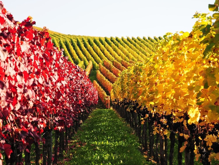 Piedmont Region vineyard