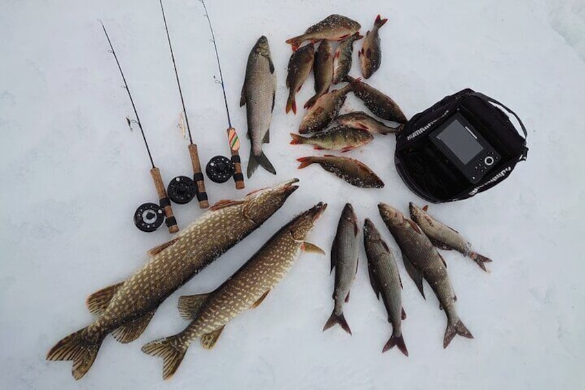 Four most common species to catch from the hard water in Lapland. Pike, whitefish, perch and grayling.