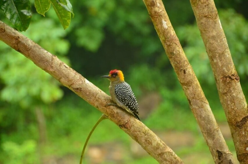 Woodpecker in a tree in Mexico