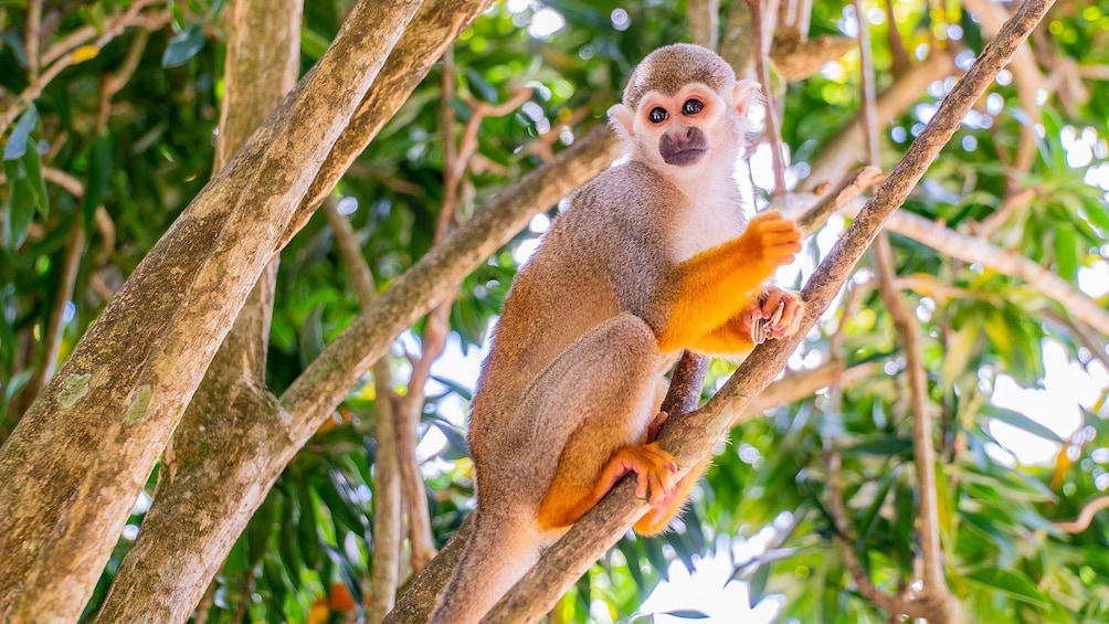Monkeyland & Plantation Safari from Punta Cana