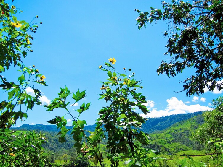 Green trees and yellow flowers at the Mindo Cloud Forest in Ecuador 